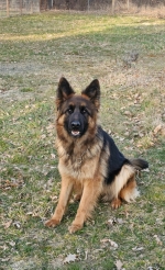 vom Trojangold, hodowla Owczarków Niemieckich Długowłosych