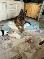 vom Trojangold, hodowla Owczarków Niemieckich Długowłosych