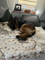 vom Trojangold, hodowla Owczarków Niemieckich Długowłosych