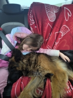 vom Trojangold, hodowla Owczarków Niemieckich Długowłosych