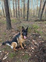 vom Trojangold, hodowla Owczarków Niemieckich Długowłosych