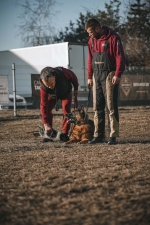 vom Trojangold, hodowla Owczarków Niemieckich Długowłosych