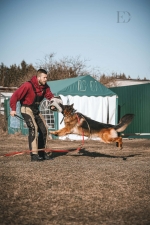 vom Trojangold, hodowla Owczarków Niemieckich Długowłosych