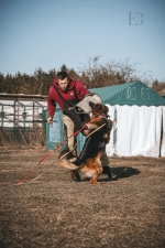 vom Trojangold, hodowla Owczarków Niemieckich Długowłosych
