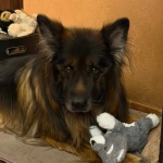 vom Trojangold, hodowla Owczarków Niemieckich Długowłosych