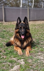 vom Trojangold, hodowla Owczarków Niemieckich Długowłosych