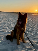 vom Trojangold, hodowla Owczarków Niemieckich Długowłosych