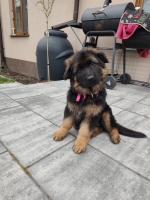 vom Trojangold, hodowla Owczarków Niemieckich Długowłosych