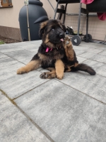 vom Trojangold, hodowla Owczarków Niemieckich Długowłosych