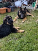 vom Trojangold, hodowla Owczarków Niemieckich Długowłosych