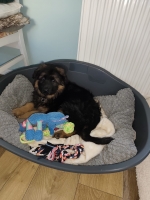 vom Trojangold, hodowla Owczarków Niemieckich Długowłosych