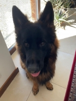 vom Trojangold, hodowla Owczarków Niemieckich Długowłosych