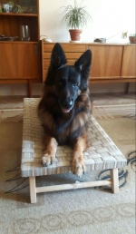 vom Trojangold, hodowla Owczarków Niemieckich Długowłosych