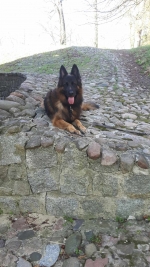 vom Trojangold, hodowla Owczarków Niemieckich Długowłosych