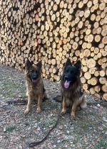 vom Trojangold, hodowla Owczarków Niemieckich Długowłosych