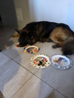 vom Trojangold, hodowla Owczarków Niemieckich Długowłosych