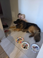 vom Trojangold, hodowla Owczarków Niemieckich Długowłosych