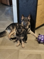 vom Trojangold, hodowla Owczarków Niemieckich Długowłosych