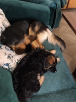 vom Trojangold, hodowla Owczarków Niemieckich Długowłosych