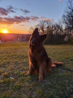 vom Trojangold, hodowla Owczarków Niemieckich Długowłosych