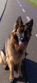 vom Trojangold, hodowla Owczarków Niemieckich Długowłosych