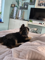 vom Trojangold, hodowla Owczarków Niemieckich Długowłosych