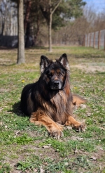 vom Trojangold, hodowla Owczarków Niemieckich Długowłosych