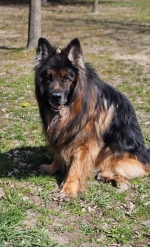 vom Trojangold, hodowla Owczarków Niemieckich Długowłosych