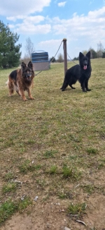 vom Trojangold, hodowla Owczarków Niemieckich Długowłosych