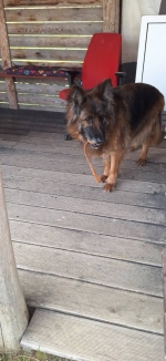 vom Trojangold, hodowla Owczarków Niemieckich Długowłosych