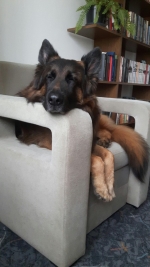 vom Trojangold, hodowla Owczarków Niemieckich Długowłosych