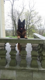 vom Trojangold, hodowla Owczarków Niemieckich Długowłosych