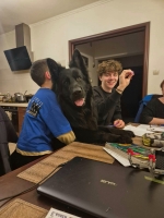 vom Trojangold, hodowla Owczarków Niemieckich Długowłosych