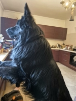 vom Trojangold, hodowla Owczarków Niemieckich Długowłosych