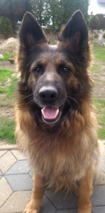 vom Trojangold, hodowla Owczarków Niemieckich Długowłosych