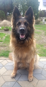 vom Trojangold, hodowla Owczarków Niemieckich Długowłosych