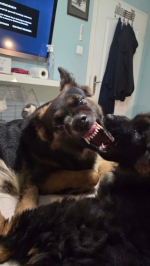 vom Trojangold, hodowla Owczarków Niemieckich Długowłosych