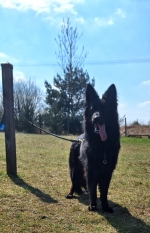 vom Trojangold, hodowla Owczarków Niemieckich Długowłosych