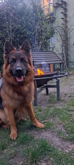 vom Trojangold, hodowla Owczarków Niemieckich Długowłosych