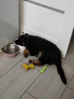 vom Trojangold, hodowla Owczarków Niemieckich Długowłosych