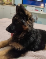 vom Trojangold, hodowla Owczarków Niemieckich Długowłosych