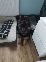 vom Trojangold, hodowla Owczarków Niemieckich Długowłosych