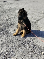 vom Trojangold, hodowla Owczarków Niemieckich Długowłosych