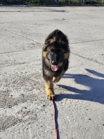 vom Trojangold, hodowla Owczarków Niemieckich Długowłosych