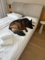 vom Trojangold, hodowla Owczarków Niemieckich Długowłosych