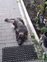vom Trojangold, hodowla Owczarków Niemieckich Długowłosych