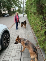 vom Trojangold, hodowla Owczarków Niemieckich Długowłosych