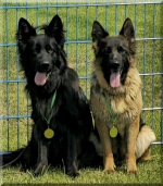 vom Trojangold, hodowla Owczarków Niemieckich Długowłosych