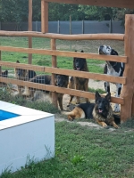 vom Trojangold, hodowla Owczarków Niemieckich Długowłosych