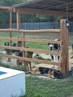 vom Trojangold, hodowla Owczarków Niemieckich Długowłosych